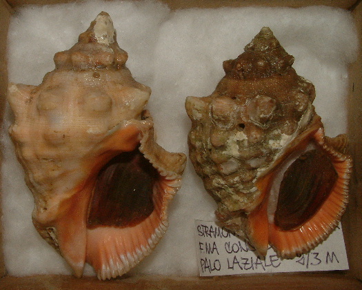 Stramonita haemastoma f. consul